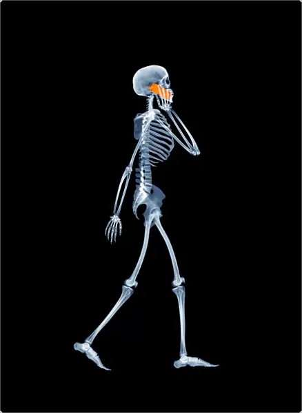 Skeleton using a mobile phone