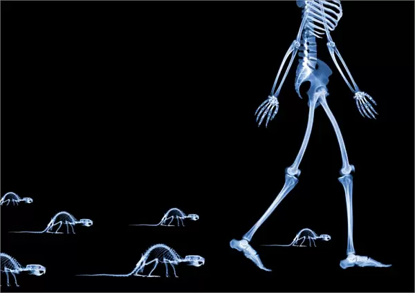 Skeletons of a human and rats, X-ray