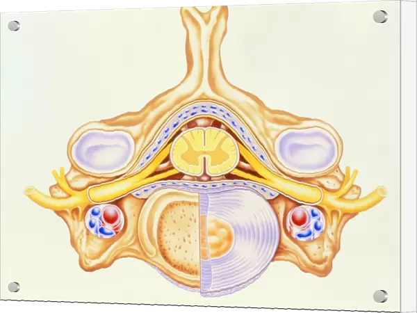 Artwork of cervical vertebra from human spine