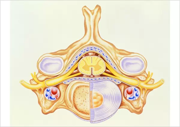 Artwork of cervical vertebra from human spine