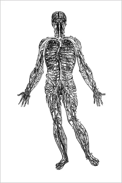 Vesalius: engraving of venous system