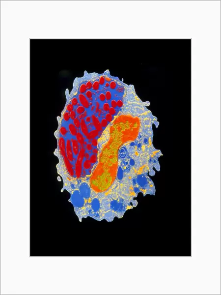 Coloured EM of macrophage with engulfed Legionella