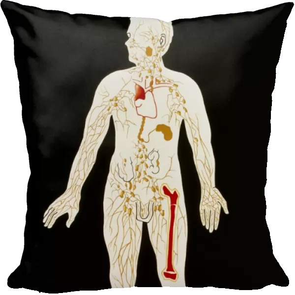 Artwork illustrating human lymphatic sytem