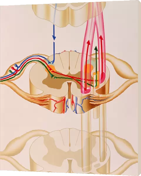 Artwork showing pain pathways in spinal cord
