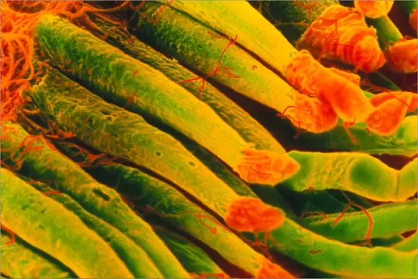 Coloured SEM of rod cells of the retina of the eye