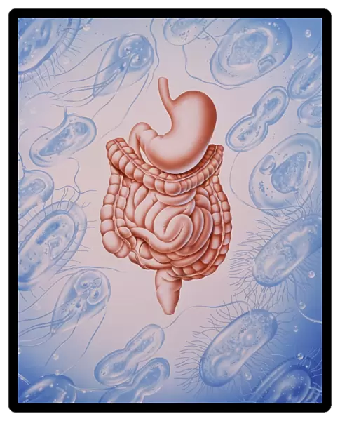 Artwork of digestive system & diarrhoea organisms