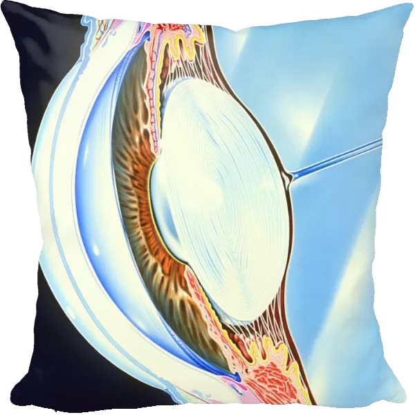 Artwork of the structure of the front of an eye