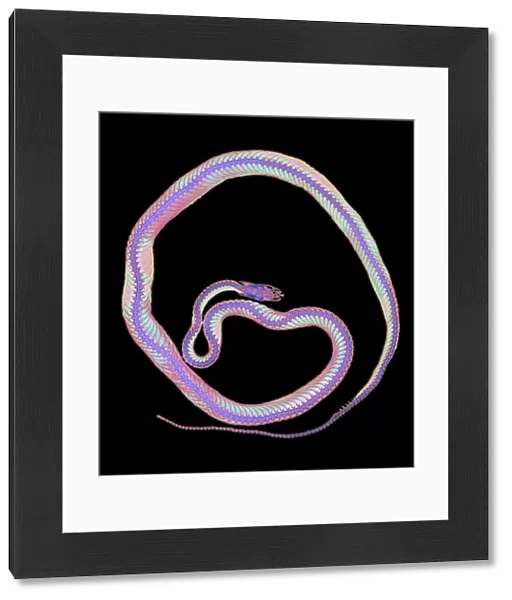 Coloured X-ray of a corn snake, Elaphe guttata