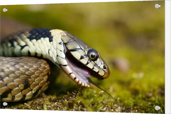 Grass snake feigning death