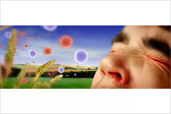 Hay fever. Conceptual image of a man who is about to sneeze as he inhales pollen grains 