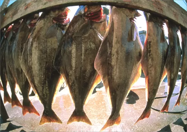 Fish-eye view of a haul of halibut on a rack