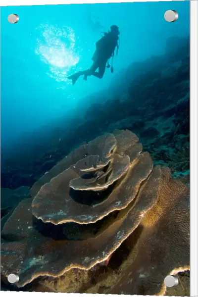 Diver exploring a coral reef