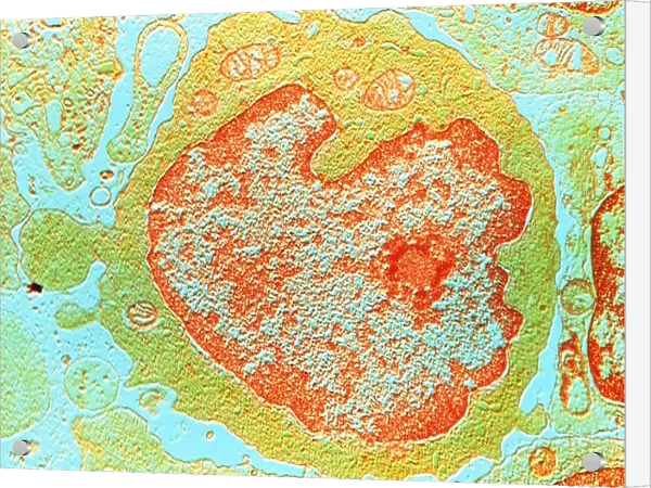 False-colour TEM of a human lymphocyte