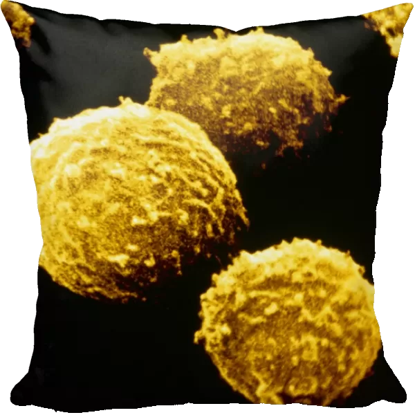 False-colour SEM of human T-lymphocytes