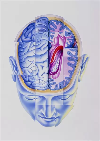 Art of abstract head showing brain limbic system