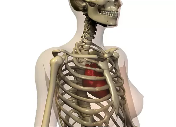 Skeleton. Computer artwork of a womans upper body showing the heart and skeleton