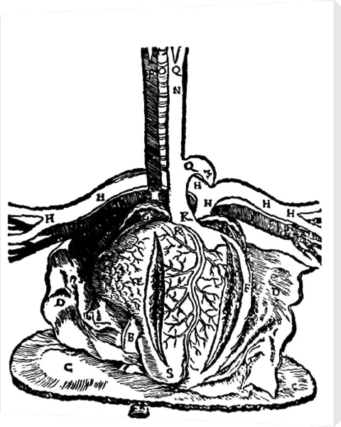 Diagram of heart and vessels by Dryander, 1537