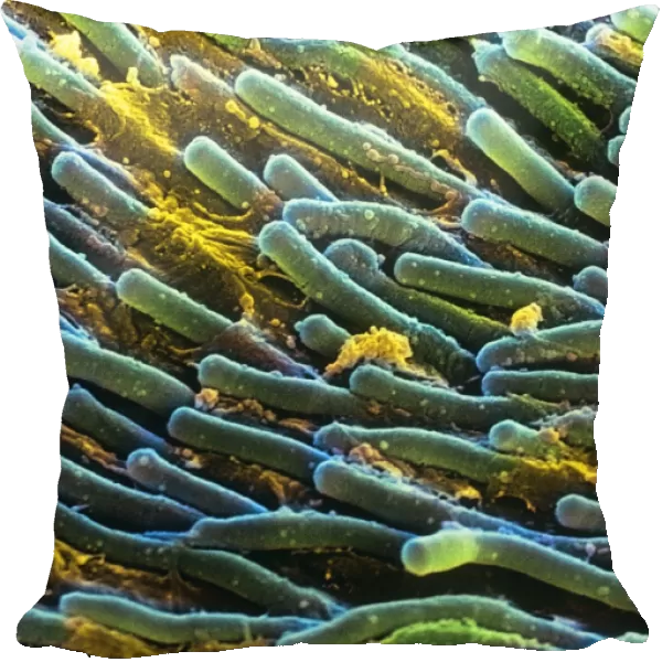 Rod cells. Coloured scanning electron micrograph 