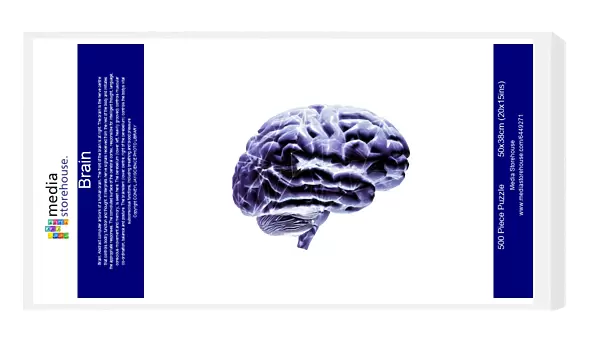Brain. Abstract computer artwork of a human brain