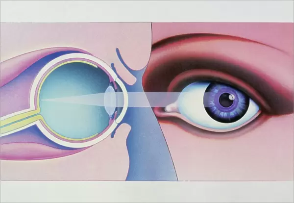 Artwork of human eye in front view and in section