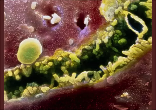 Coloured SEM of a bile canaliculus in the liver