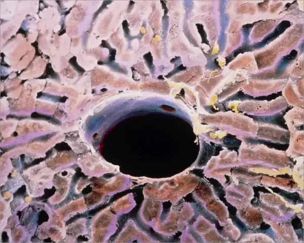 False-colour SEM of a lobule of the liver