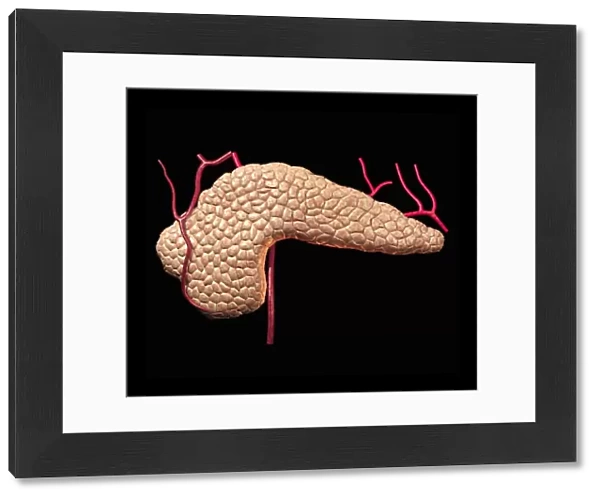 Pancreas. Computer artwork of a human pancreas