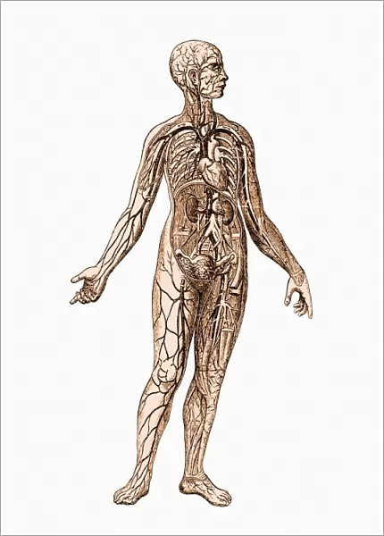 Female body anatomy