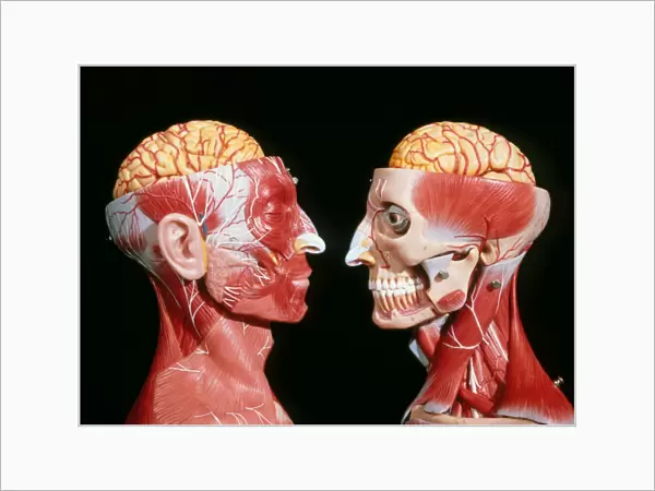 Models showing the cerebrum, facial & neck muscles