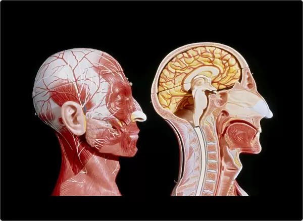 Facial muscles and internal structure of the head