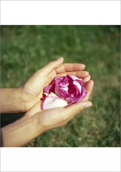 Flower held in hands