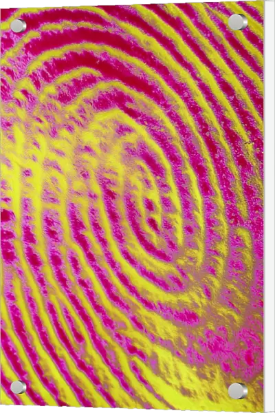 Coloured SEM of details of a human fingerprint