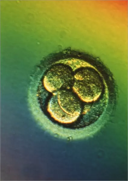 LM of four-cell embryo