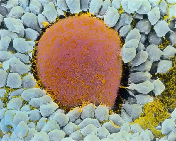 Coloured SEM of egg cell in secondary follicle
