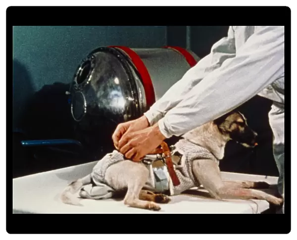 First animal in space: Laika the Soviet space dog