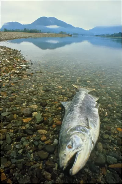 A dead chinook salmon seen shortly after spawning