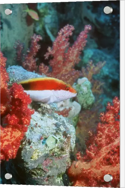 Young Forsters hawkfish