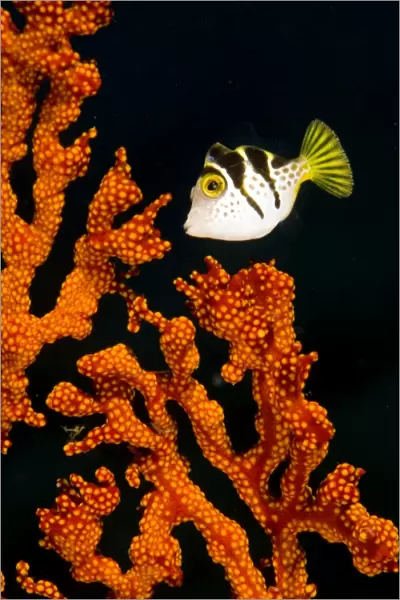 Juvenile blacksaddle filefish