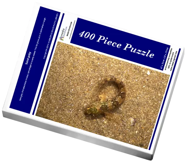 Sand goby (Pomatoschistus minutus) camouflaged on a sandy seabed