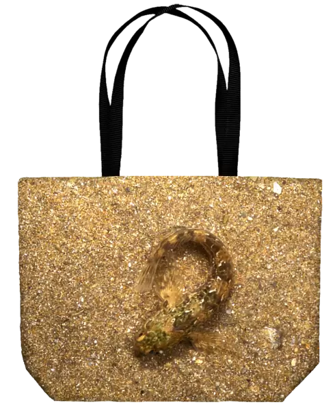 Sand goby (Pomatoschistus minutus) camouflaged on a sandy seabed