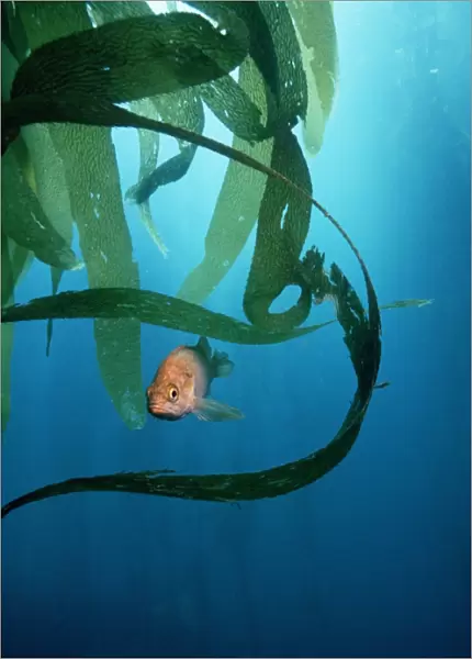 Kelpfish (Chironemus sp.) amongst kelp. This fish is native to coastal Australia