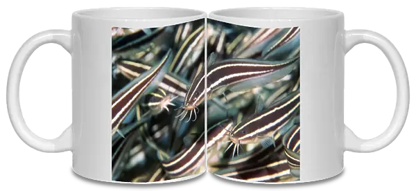 Striped eel catfish shoal