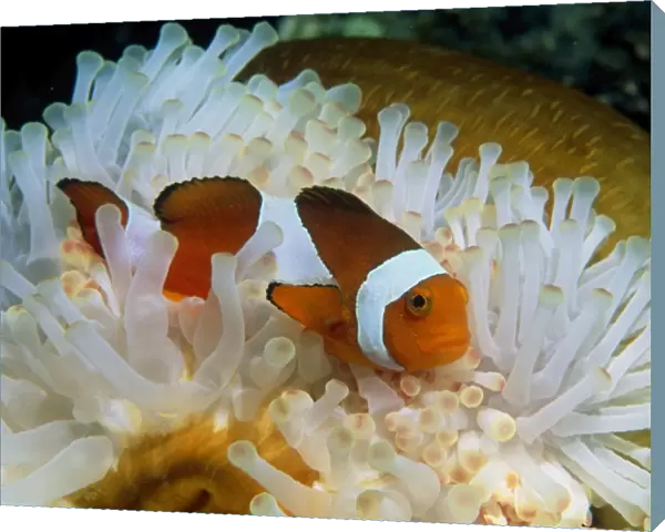 False clown anemone fish