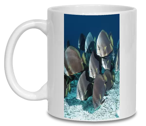 Orbicular spadefish