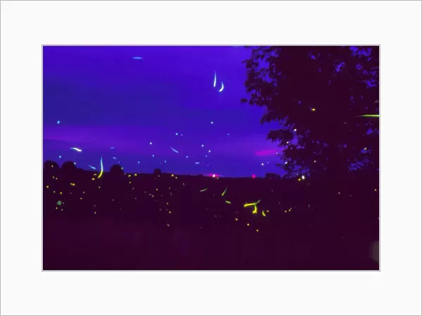 Fireflies over bean fields in Iowa