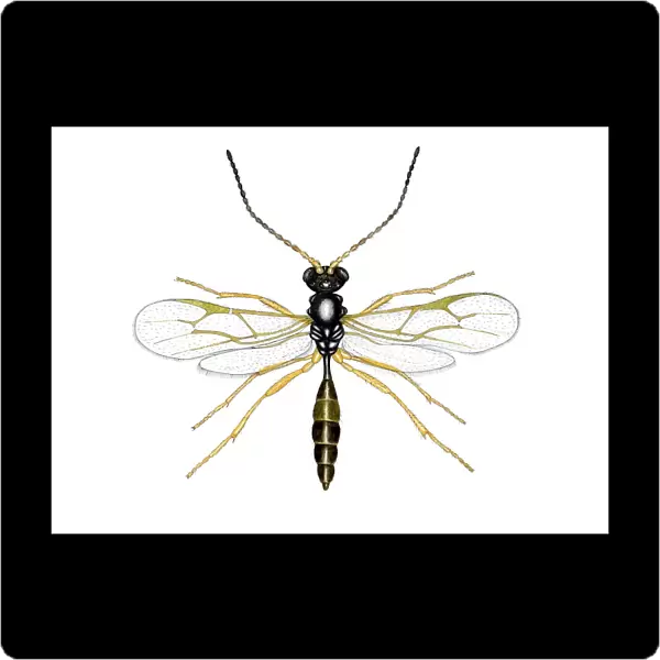 Braconid wasp