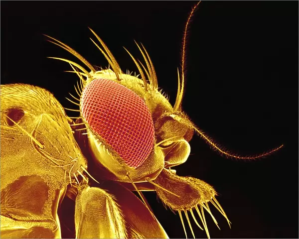 Drosophila fly, SEM