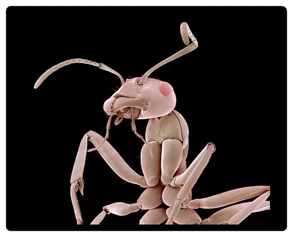 Ant, SEM. Ant. Coloured scanning electron micrograph (SEM) of an ant (family Formicidae)