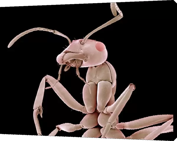 Ant, SEM. Ant. Coloured scanning electron micrograph (SEM) of an ant (family Formicidae)