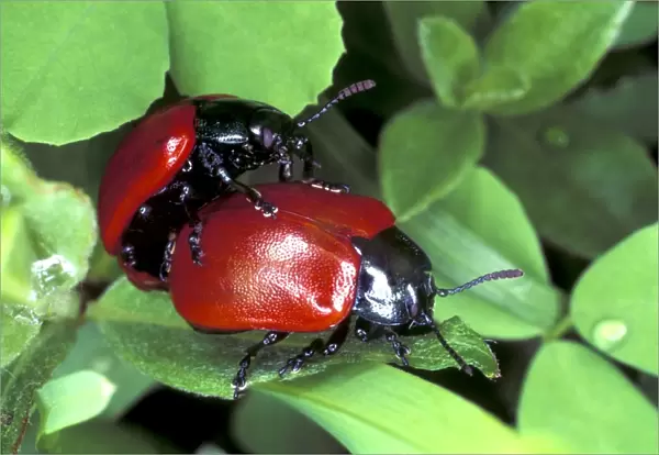 Poplar leaf beetles mating